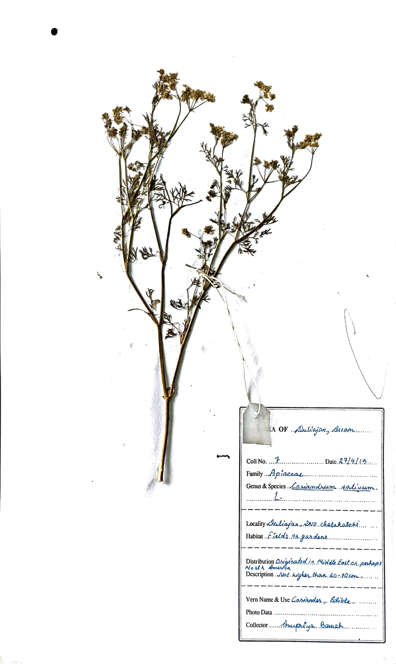 Dhonia (Ass.) (Herbarium)